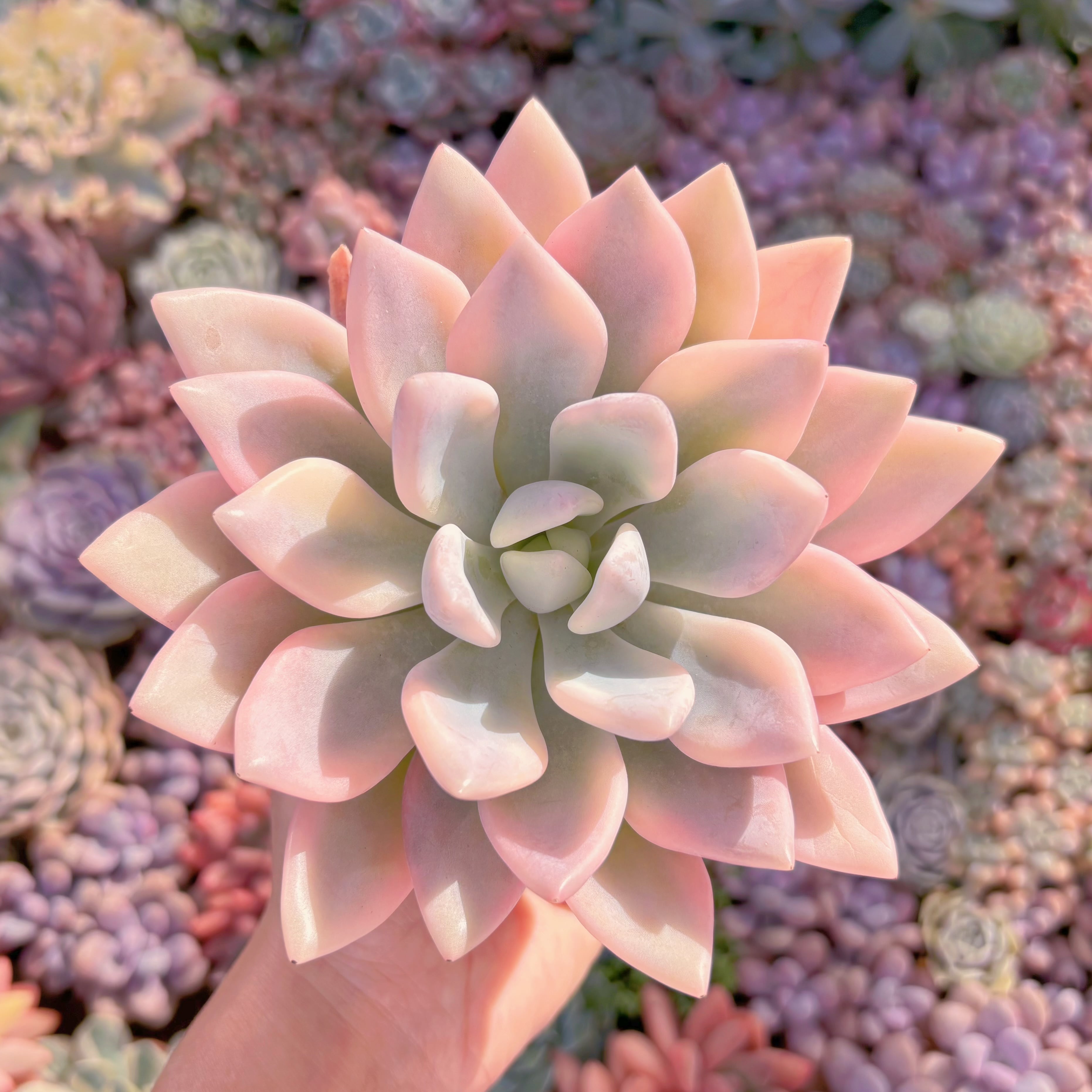 多肉植物　オパリーナ彩錦　新入荷　るる農園