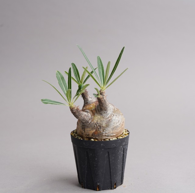 パキポディウム グラキリス no.17〈発根済み〉