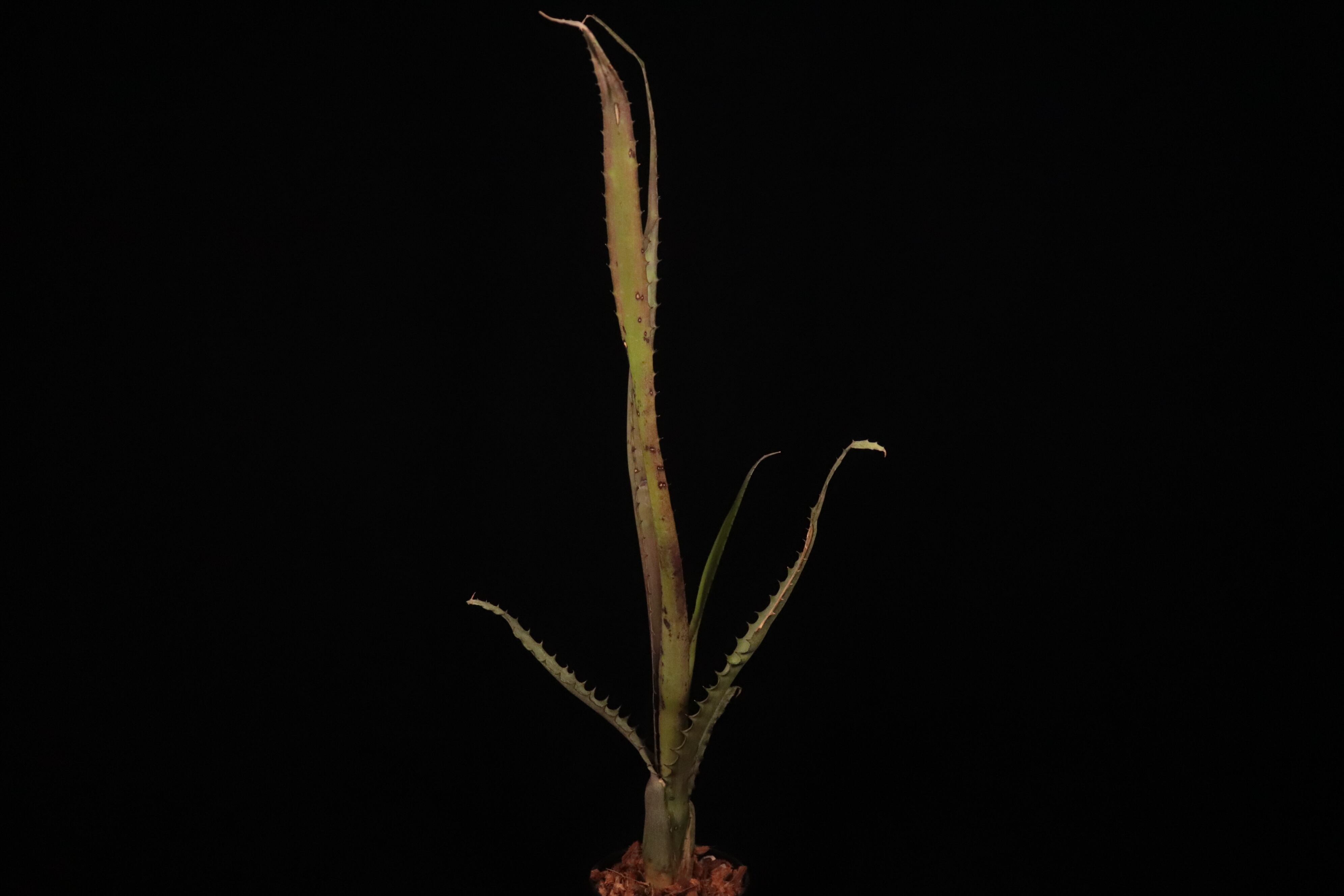 【送料無料】Aechmea tocantina〔エクメア〕現品発送A0164 送料無料】Aechmea tocantina〔エクメア〕現品発送A0164 | plane