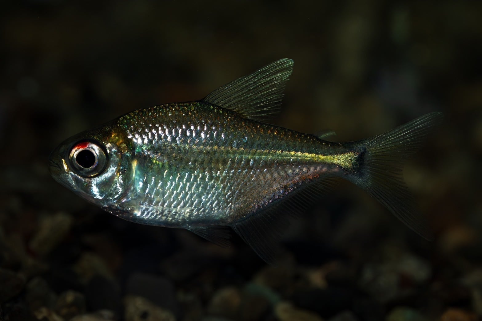 WILD スリナム便 タイタンテトラ | AquaFocus