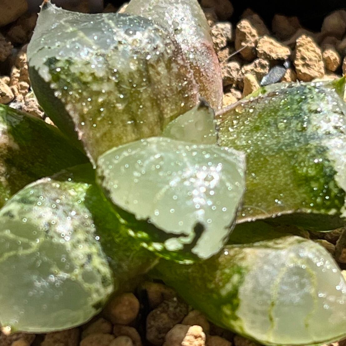 ハオルチア 氷皇 多肉植物 ハオルチア 氷皇