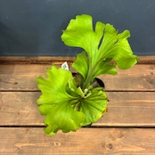 【UJビカクフェア】【抽選販売】ビカクシダ リドレイ3種セット（限定3）｜送料無料 15％OFF