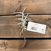 チランジア モリス【1081】