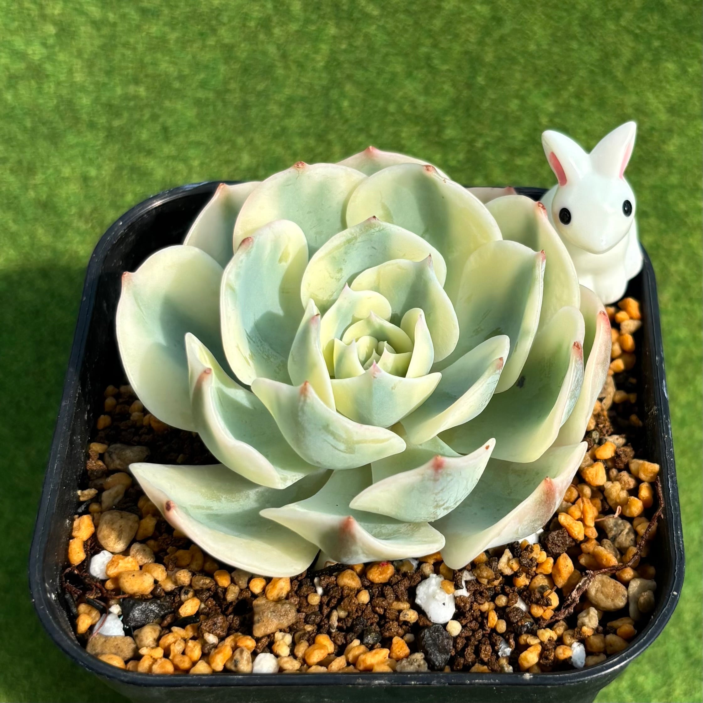 オパリナ ホワイト錦 | 多肉植物 豆彦商店