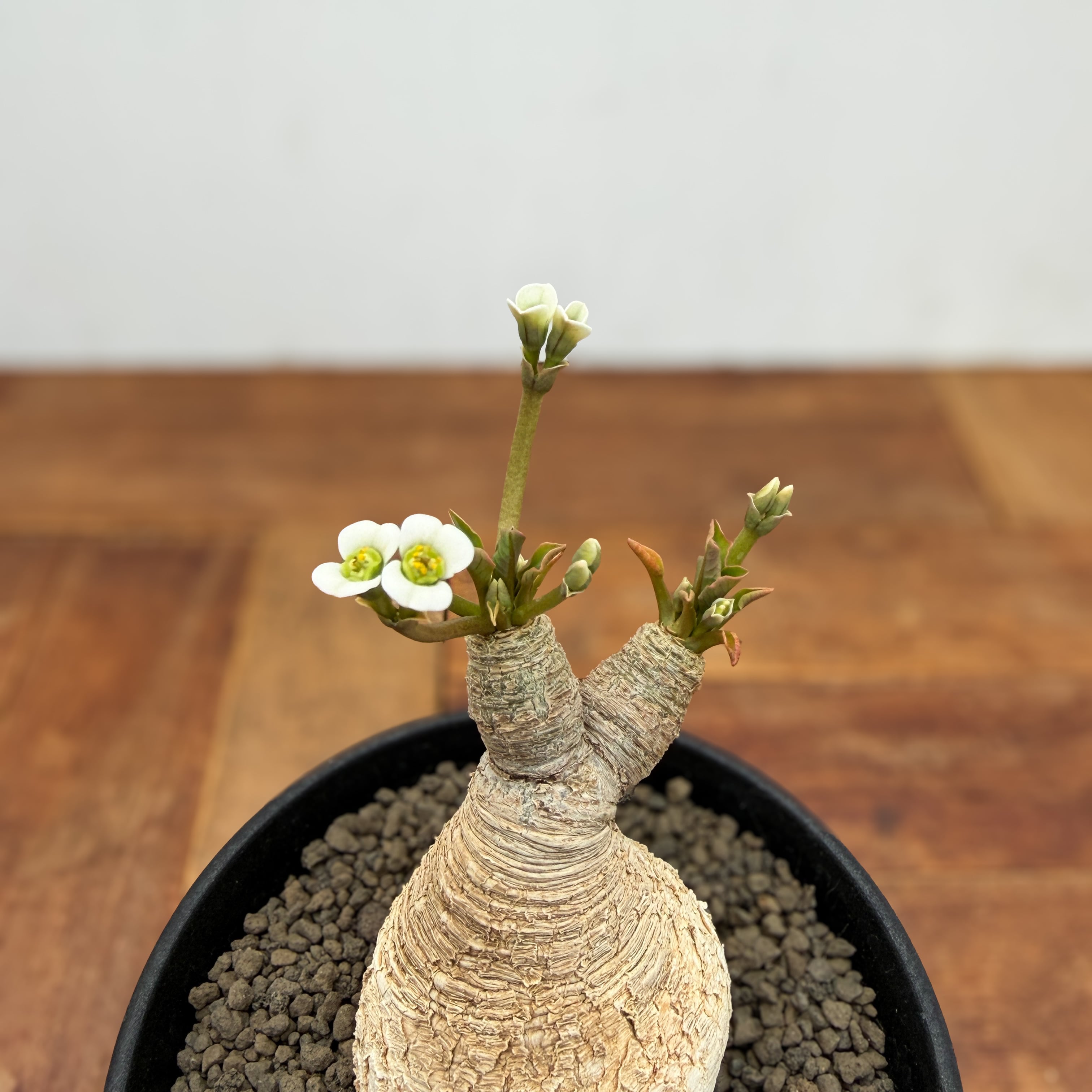 Euphorbia spannringii【ユーフォルビア・スパンリンギー(フィッシュ