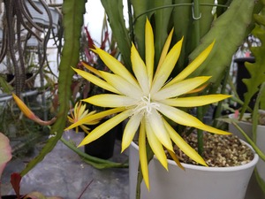 Epiphyllum hybrid 'Fruhlings Gold'　１０．５ｃｍＰＯＴ　３．５号鉢