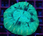 寒水ブリード Trachyphyllia