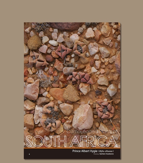植物擬態クリアファイル　南アフリカ　ファイギ―（Bijlia）