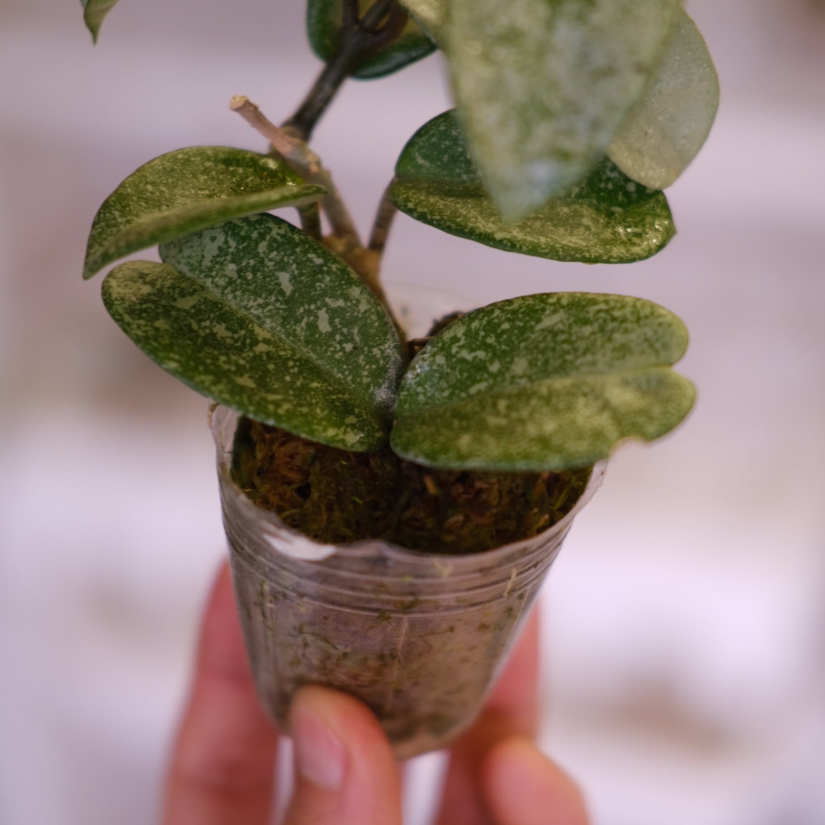 Hoya carnosa Nova Ghost / ホヤ カルノーサ ノバ ゴースト⑦│観葉
