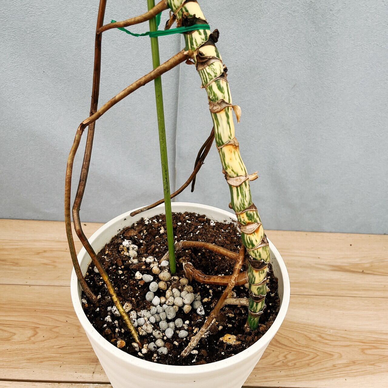 現品］【希少】28番 モンステラ ボルシギアナ 7号 白 斑入り 観葉植物