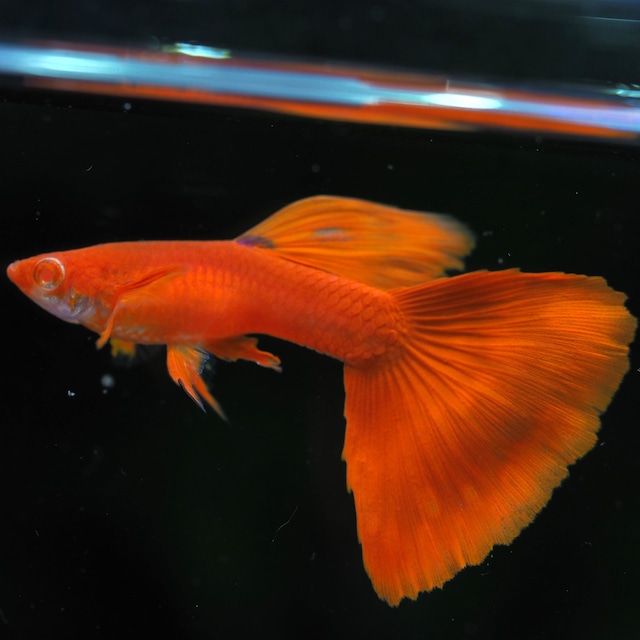 上物RREAフルレッドレッドウイング　２ペア＋おまけ２ペア＋メス２匹