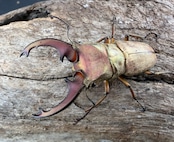 【WD】《ズベールホソアカ マラグサン産 44mm ペア》