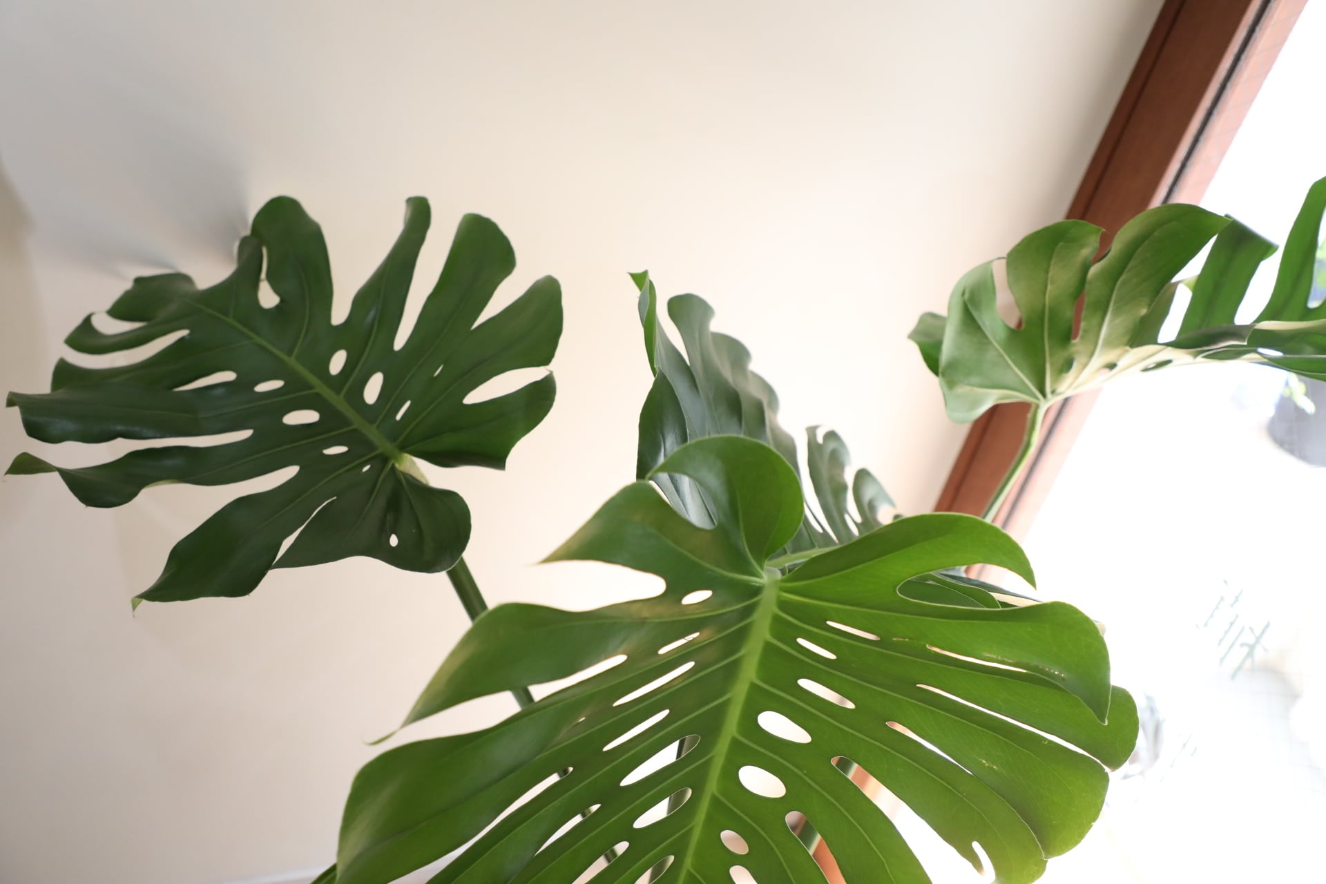 L/123cm】モンステラ アダンソニー/monstera | 【厳選植物・器】MIDORI