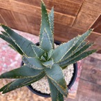 Aloe dichotoma【アロエ・ディコトマ】