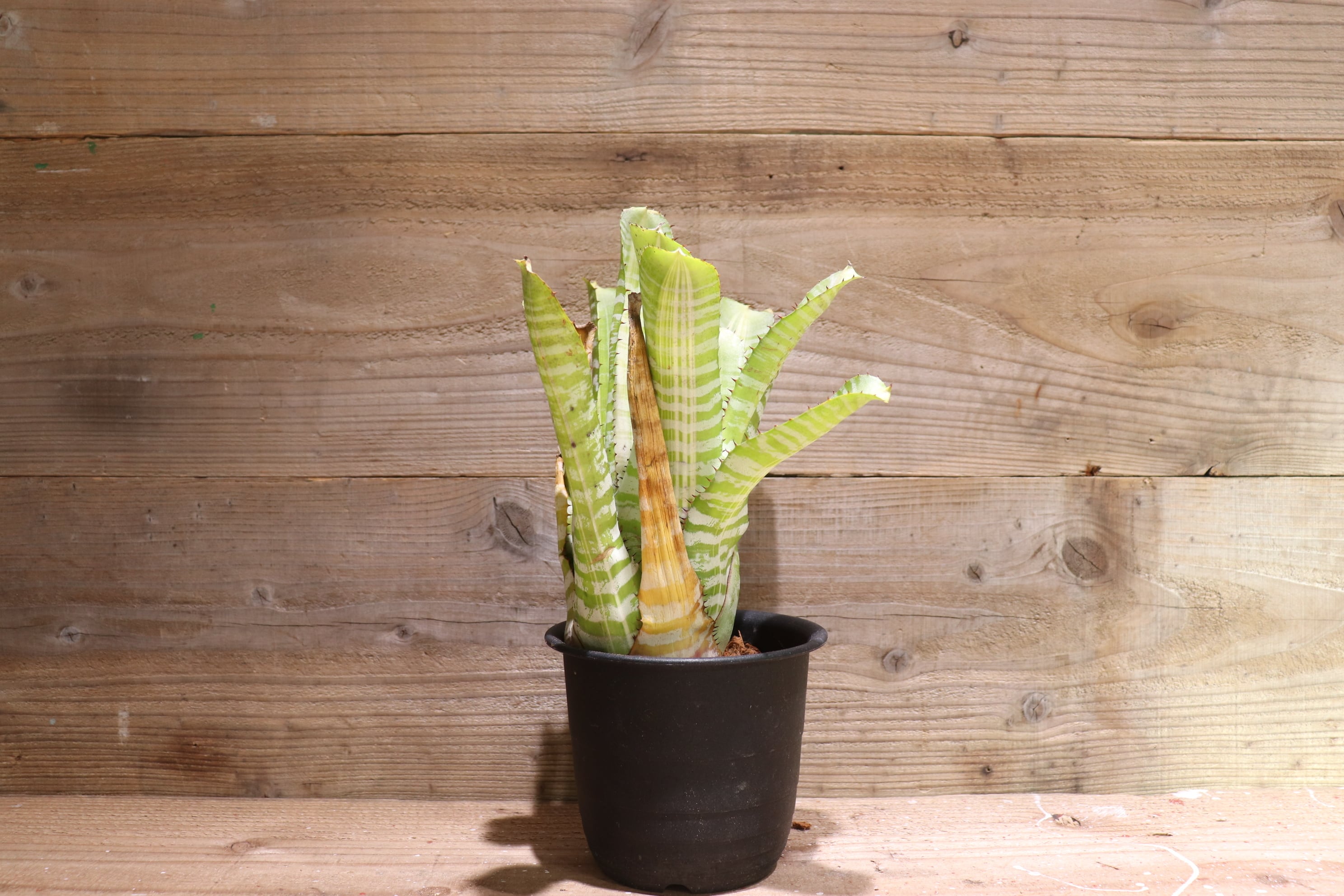 送料無料】Aechmea chantinii 'Vista'〔エクメア〕現品発送A0044