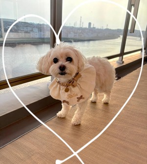 再販売スタート  予約【pecoramou original】floral name cape