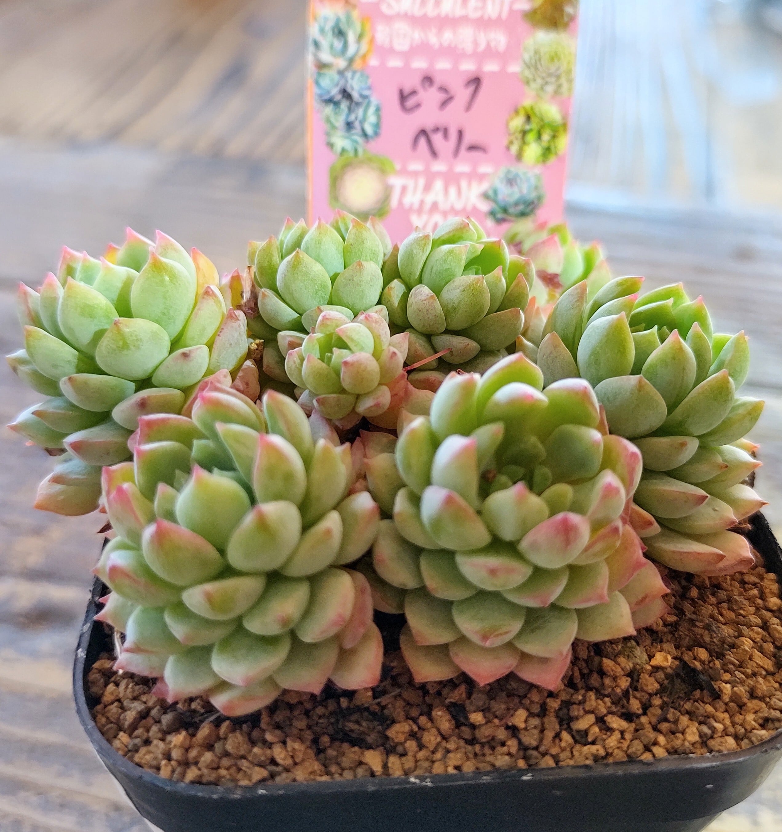 ピンクベリー群生 | RuPo 多肉植物専門店