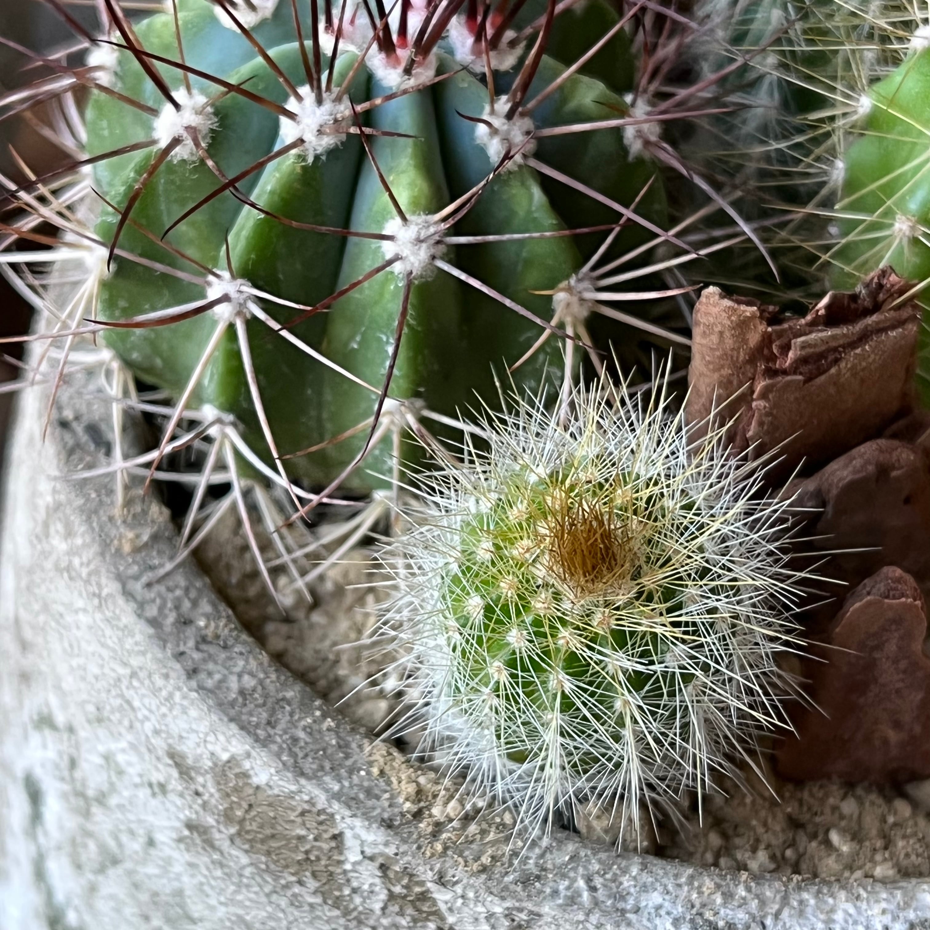 ☆送料無料☆イージーオーダー【Ssize Type.B】 選べる1匹 | SABOTEN