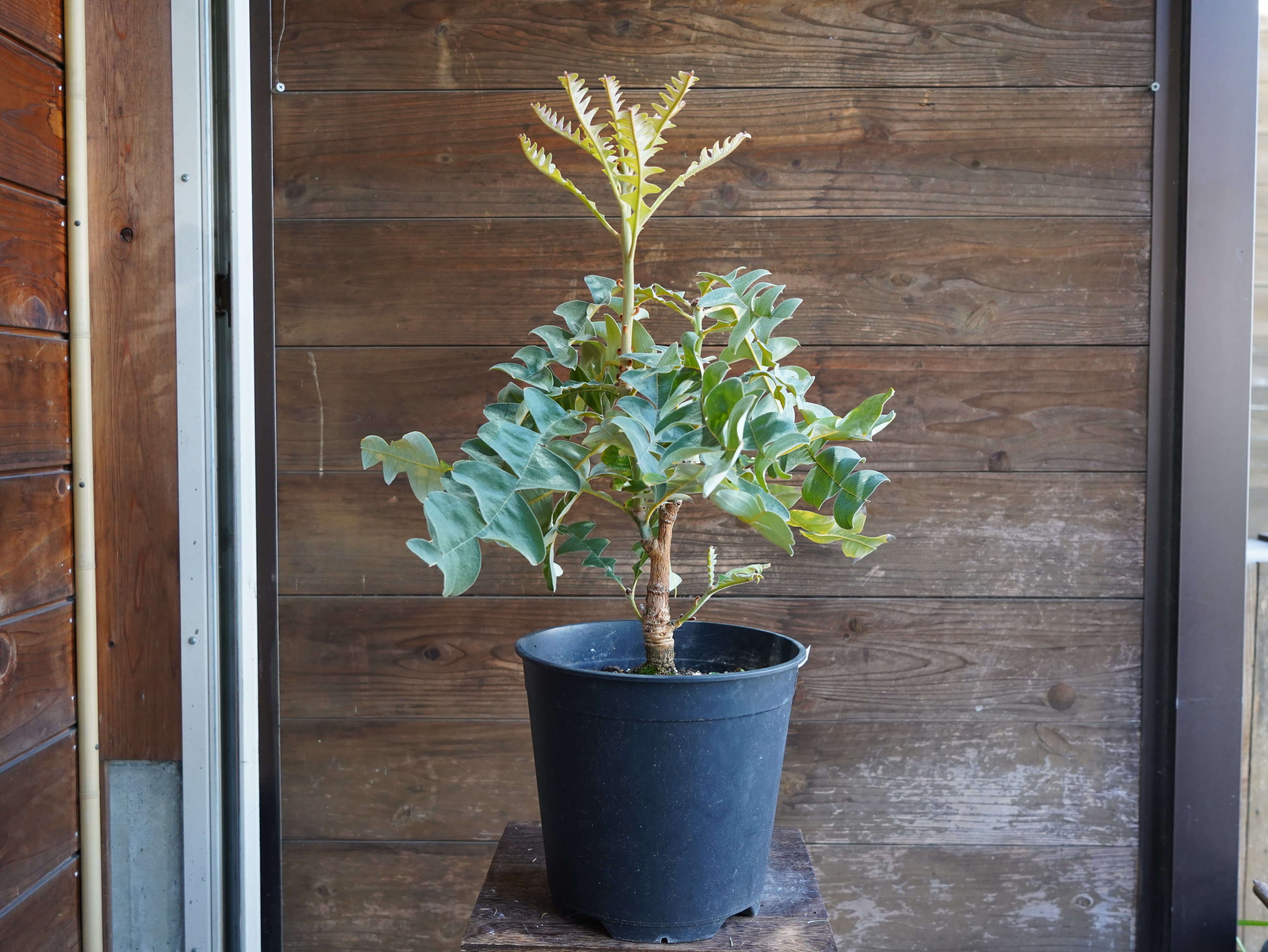 【現物】バンクシア　”グランディス”