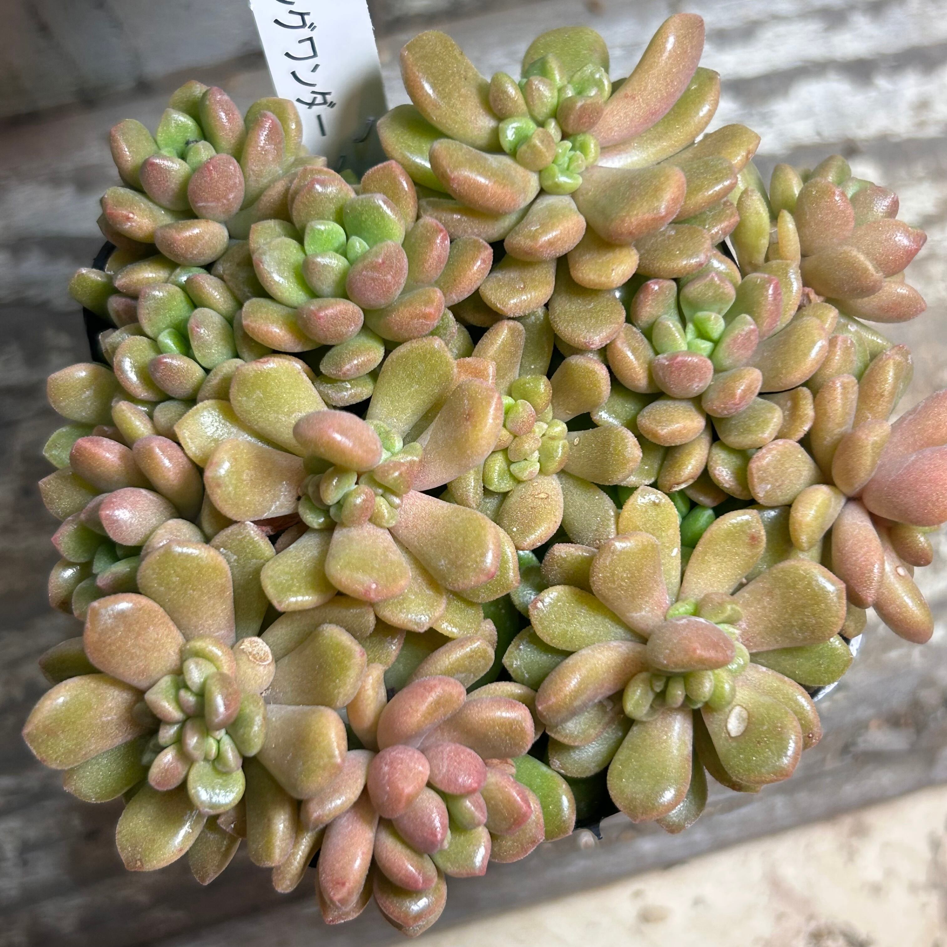 ウェディングドレス錦 アエオニウム | RuPo 多肉植物専門店