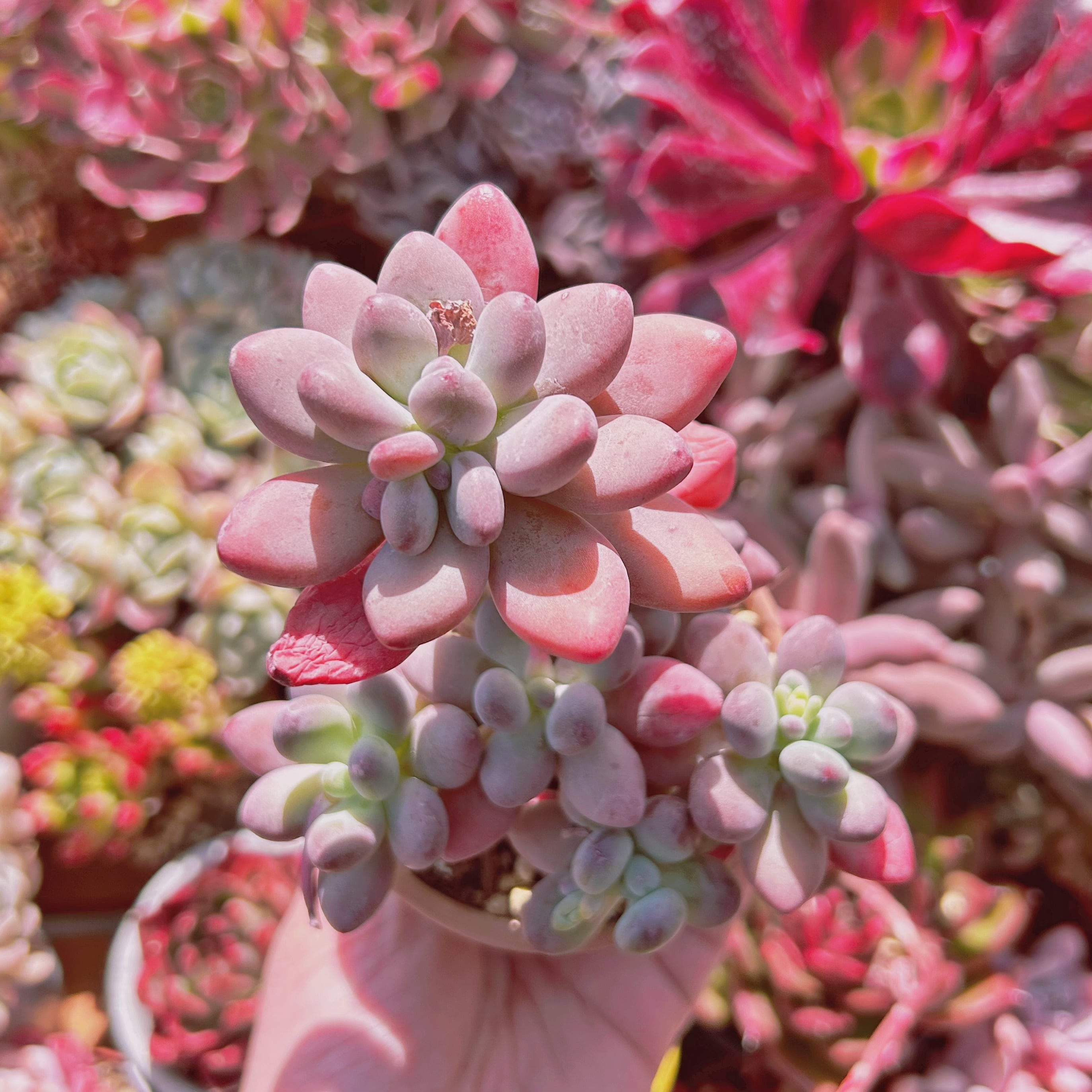 多肉植物　アップルチーズ　5頭以上　特大群生