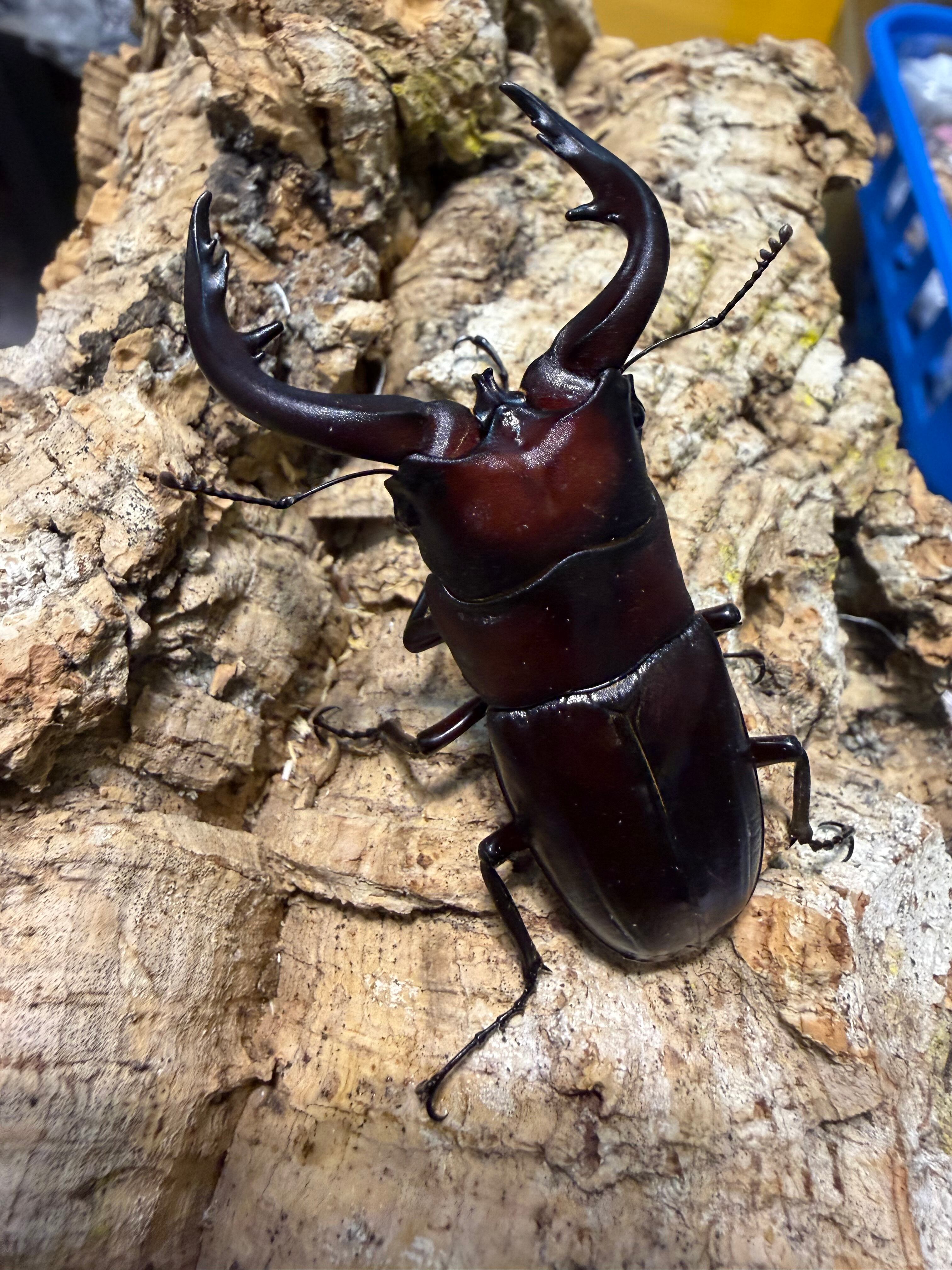 3 マダガスカルのとても珍しい虹色タマムシ（♀） | PAY ID