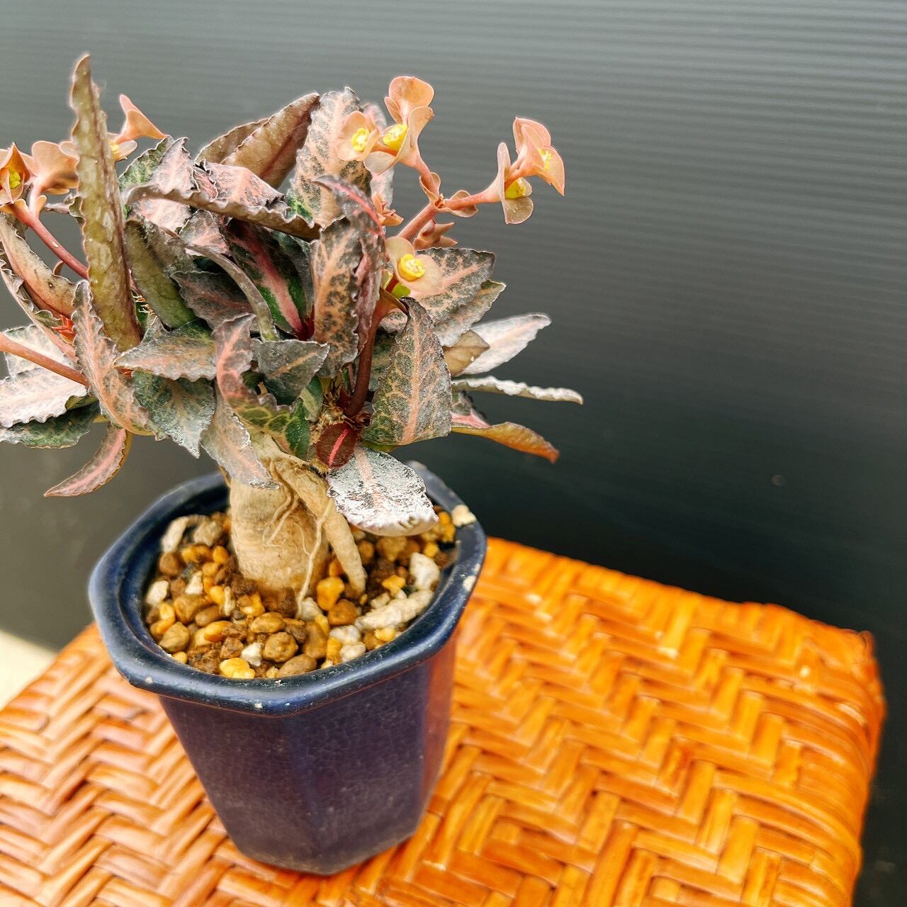 現品］【希少】ユーフォルビア フランコイシー 観葉植物 レア 多肉植物