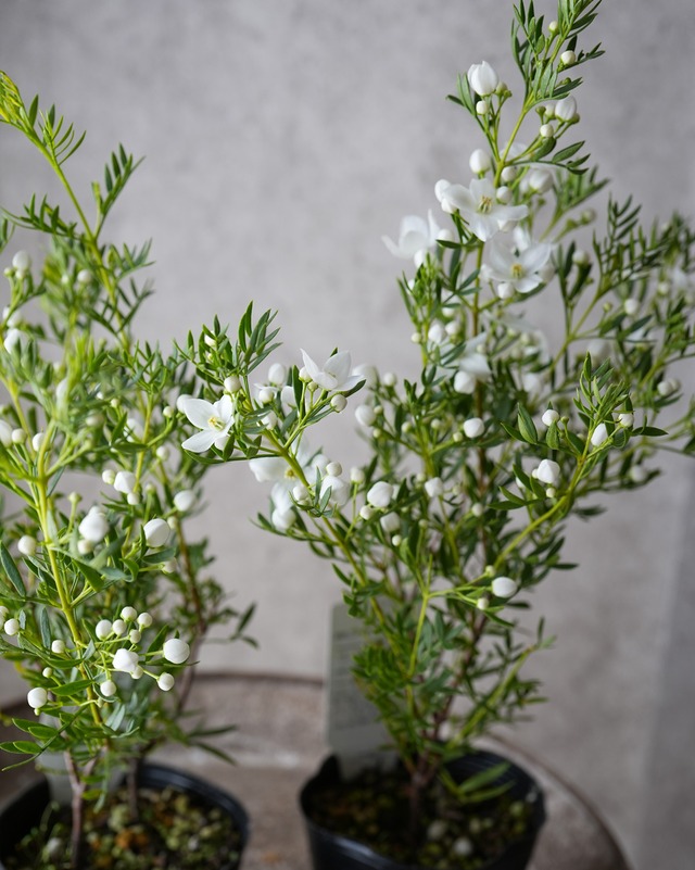 ボロニア　サウザントスマイル　3.5号