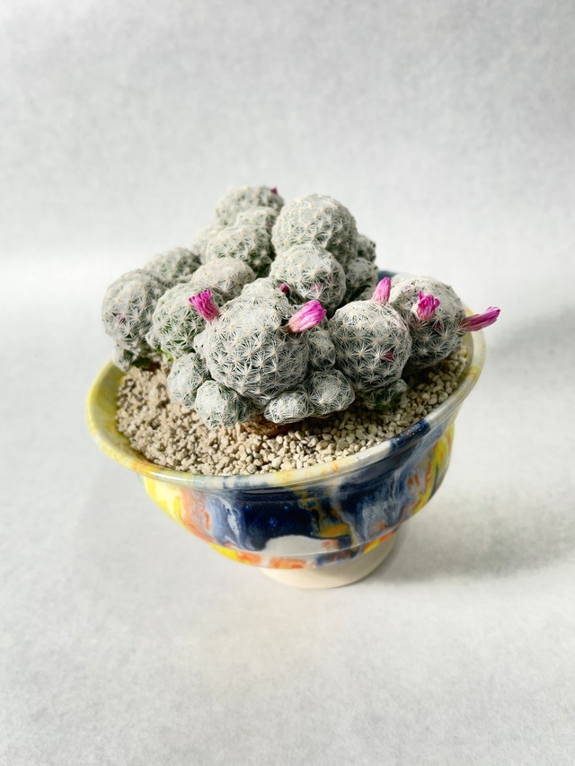 マミラリア・姫春星