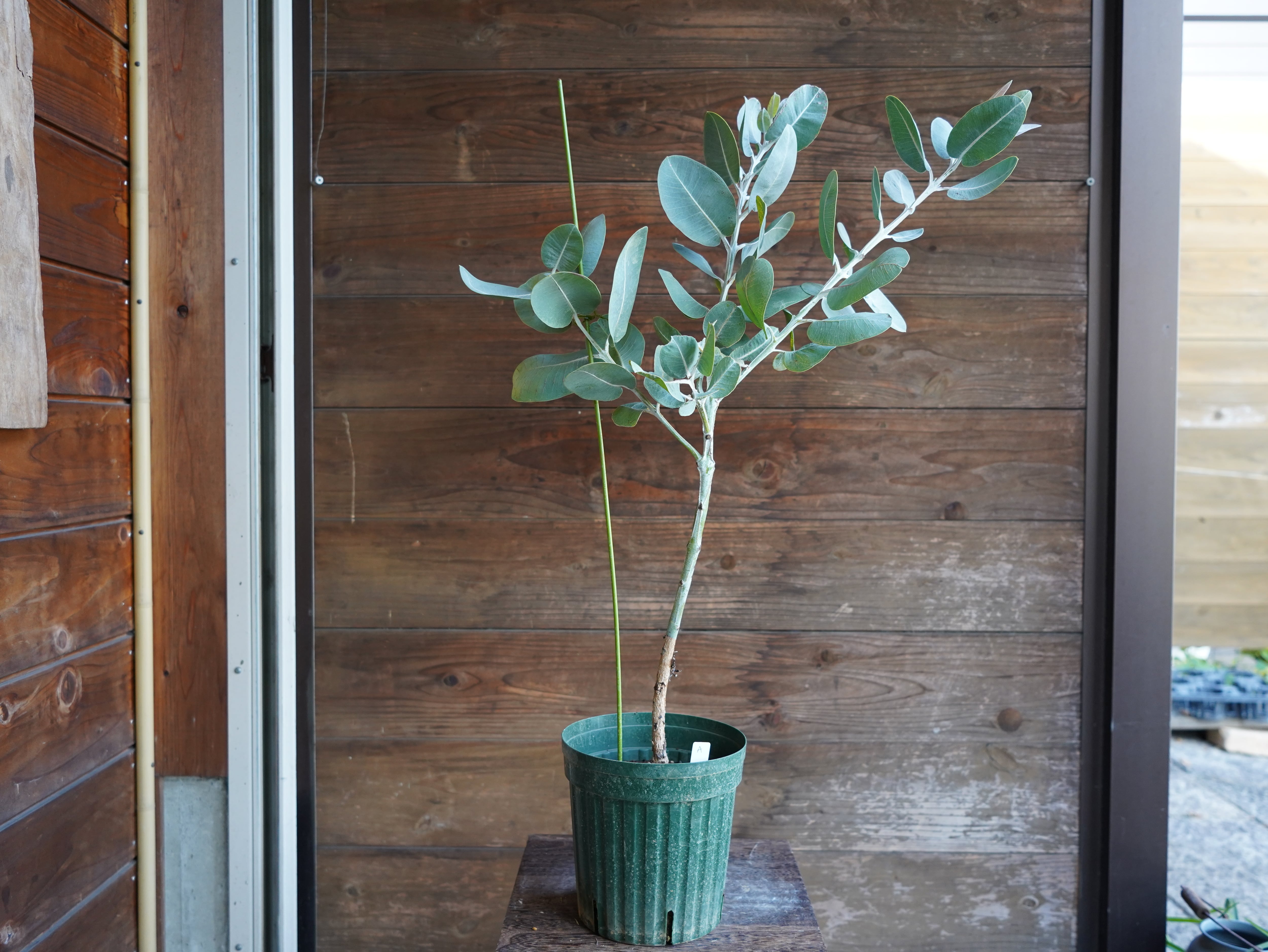 【現物】ユーカリ　”プレウロカルパ”　A