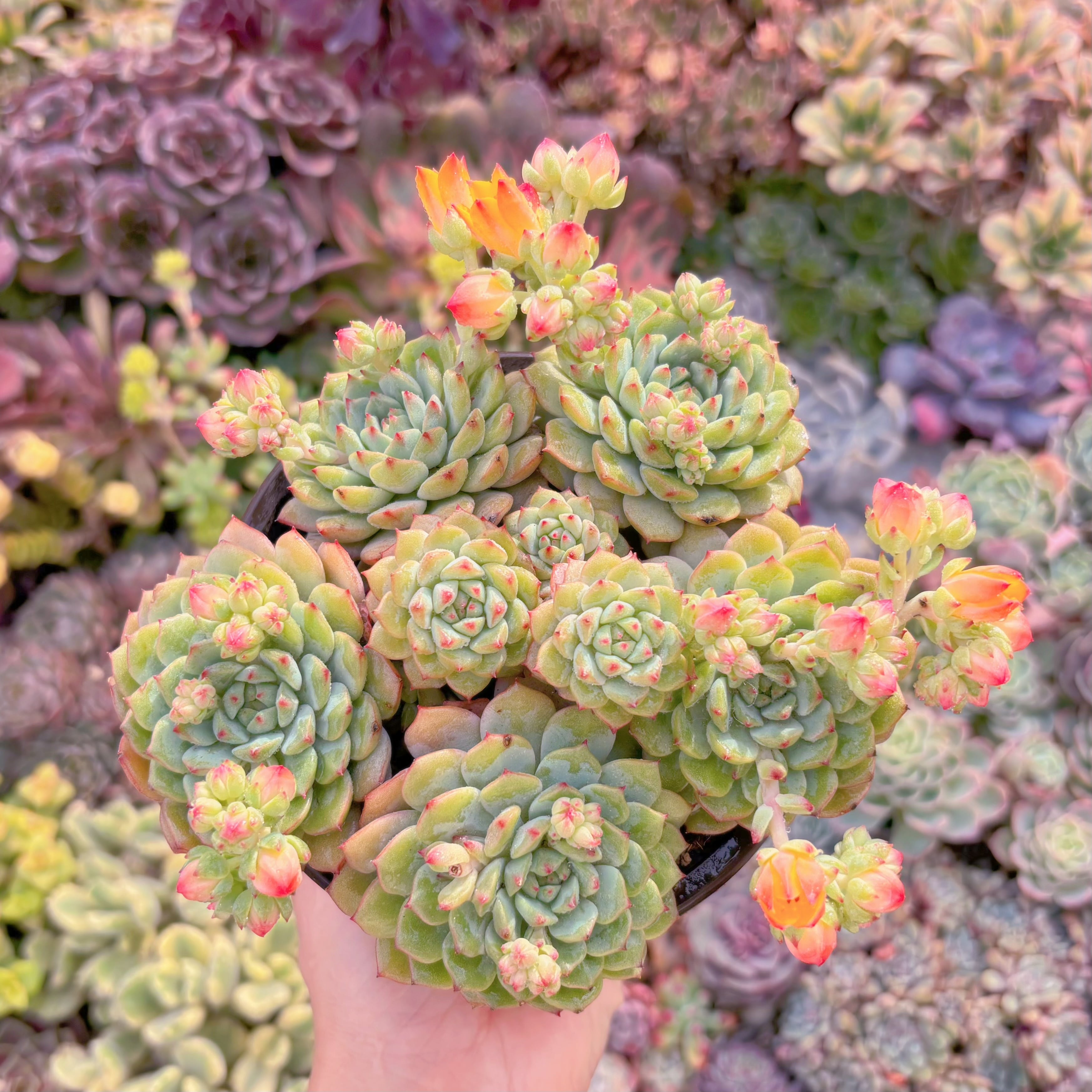 現品　パンダフェス#M166　大群生　新入荷　るる農園