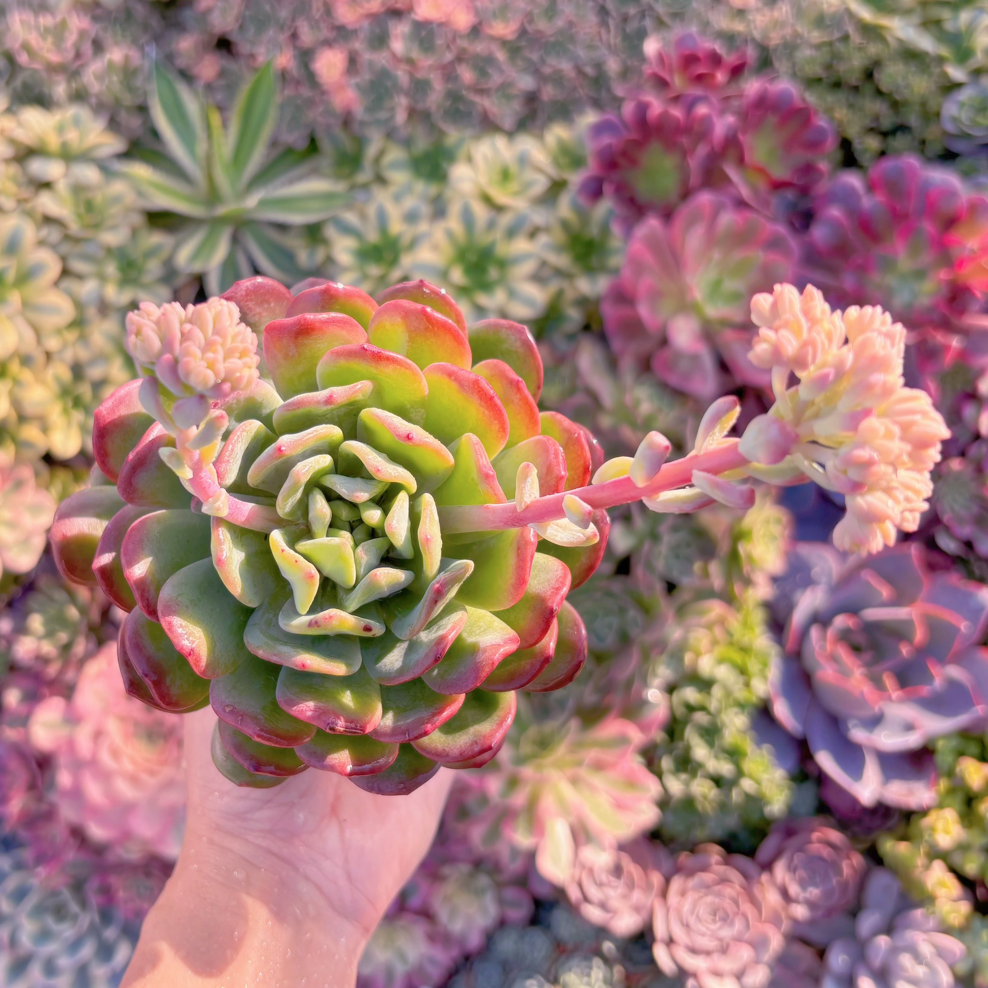 現品　ラサノカール#M094　在庫僅少　大苗　新入荷　るる農園