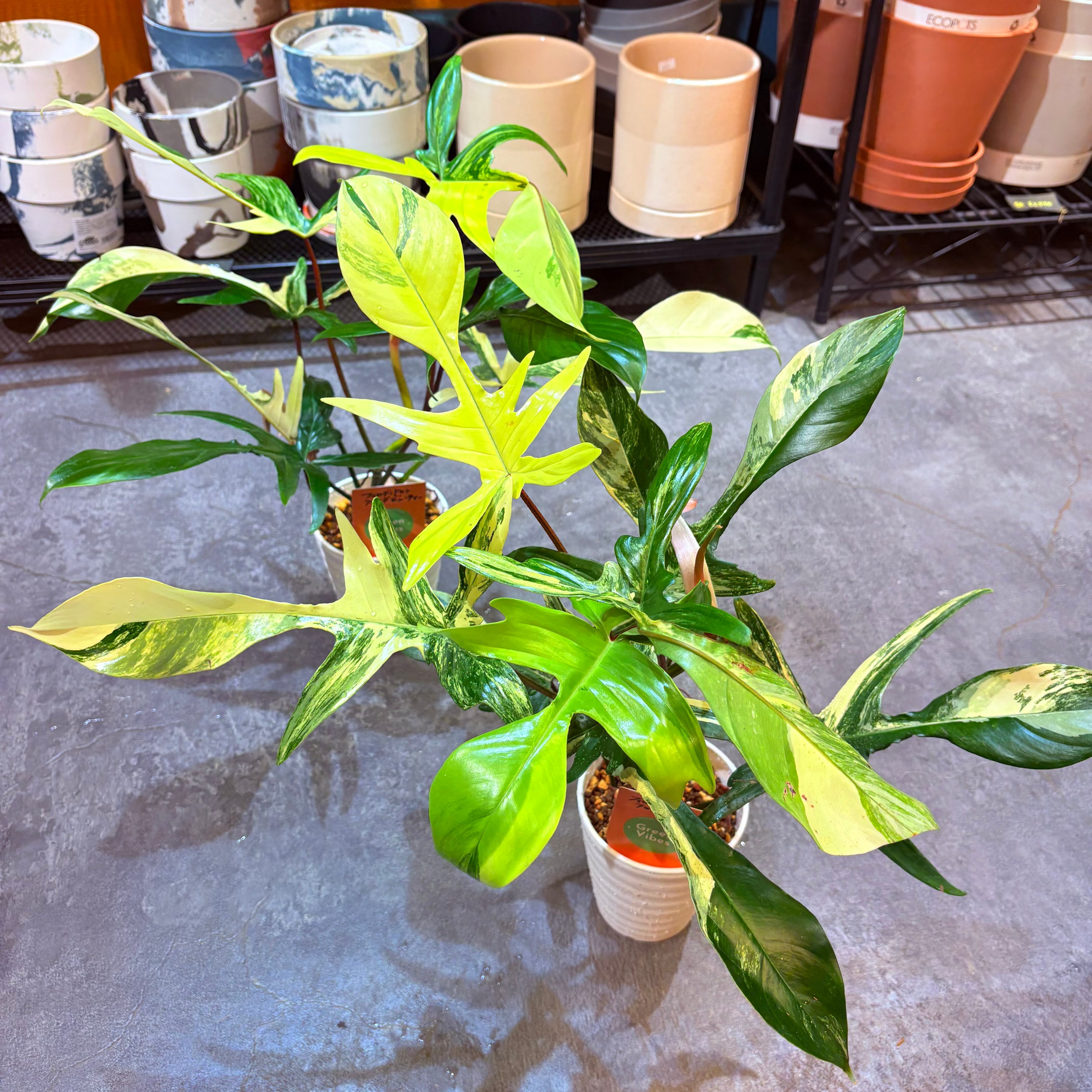 フィロデンドロン フロリダビューティー 4号 | Green Vibes 宇都宮市の