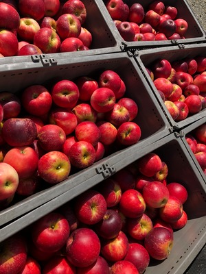 【あかね】りんご　20～25玉　（梱包：5㎏ダンボール箱）