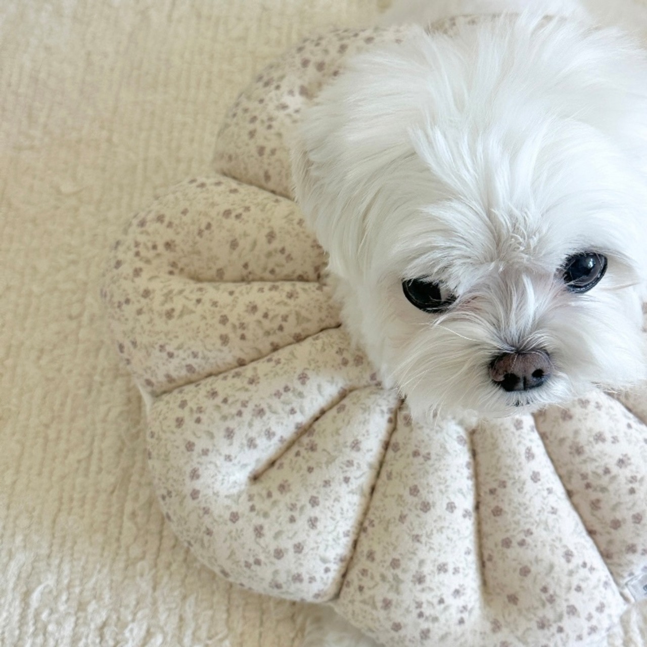 【即納】EYOU ピオナ ネックカラー（ソフトブロッサム）｜バニラ - 4