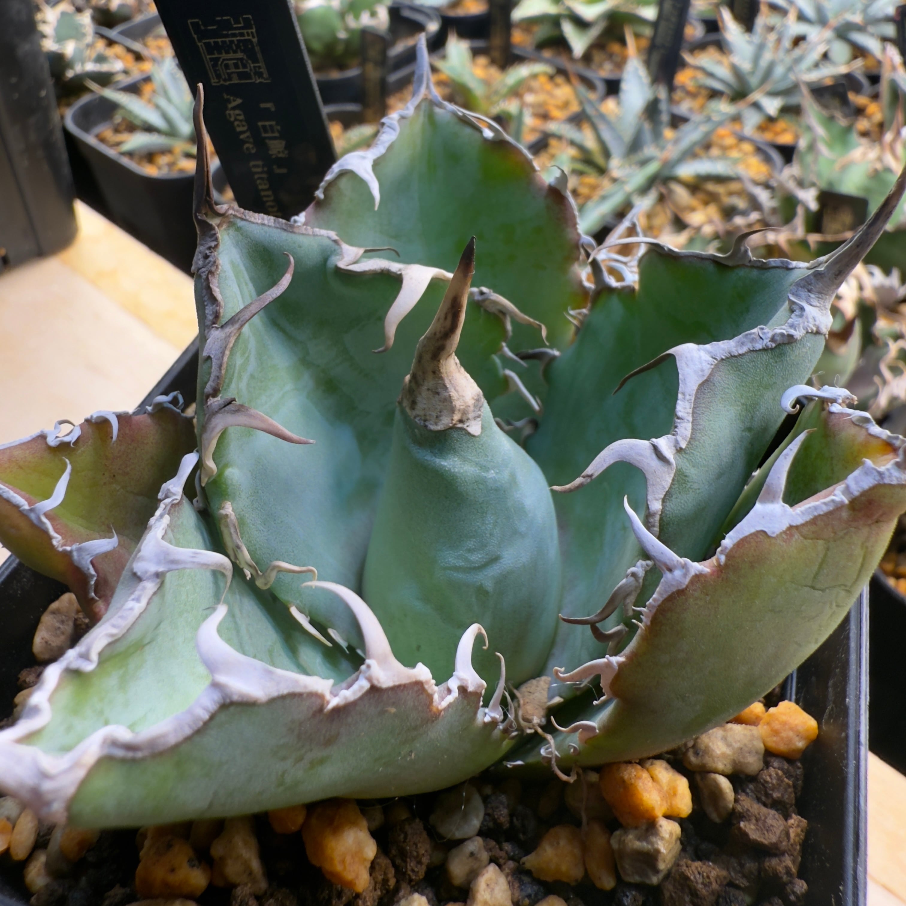アガベ 白鯨 アガベ L-14白鯨 Agave titanota アガベ チタノタ 多肉植物(検) SAD