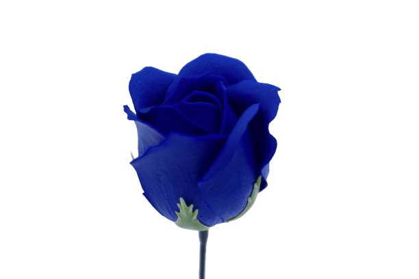 ゴールドバラG-BL6 濃ブルー (15輪入りor25輪入り)