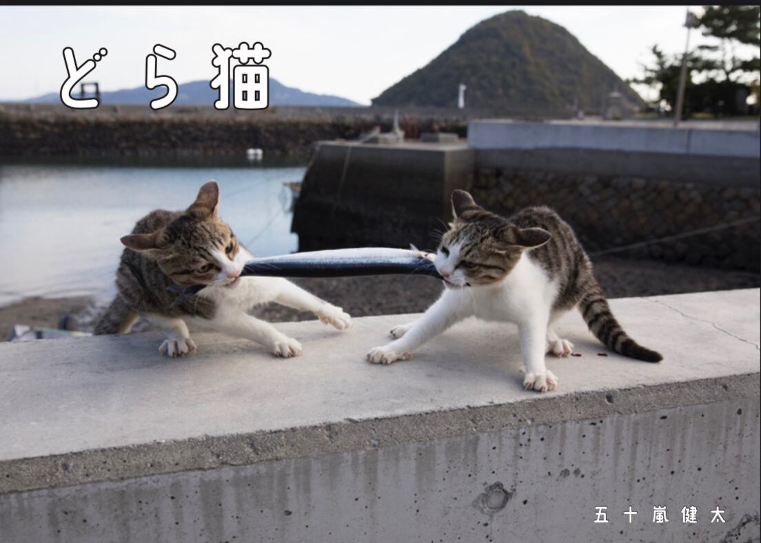 新作写真集「飛び猫・にゃんこ島編」＆「どら猫」写真集セット（送料