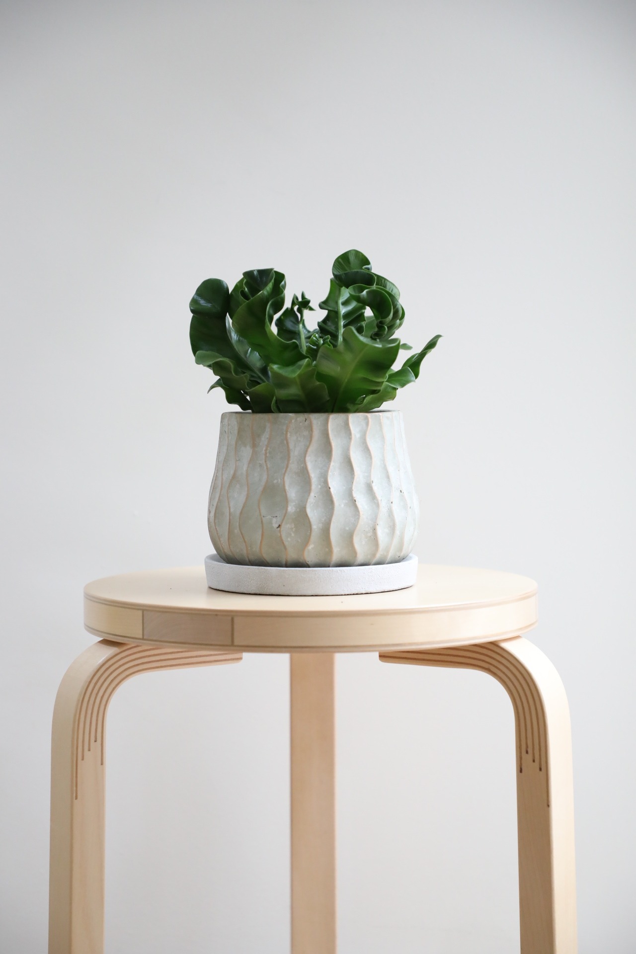 【S】アスプレニウム コブラ/Asplenium