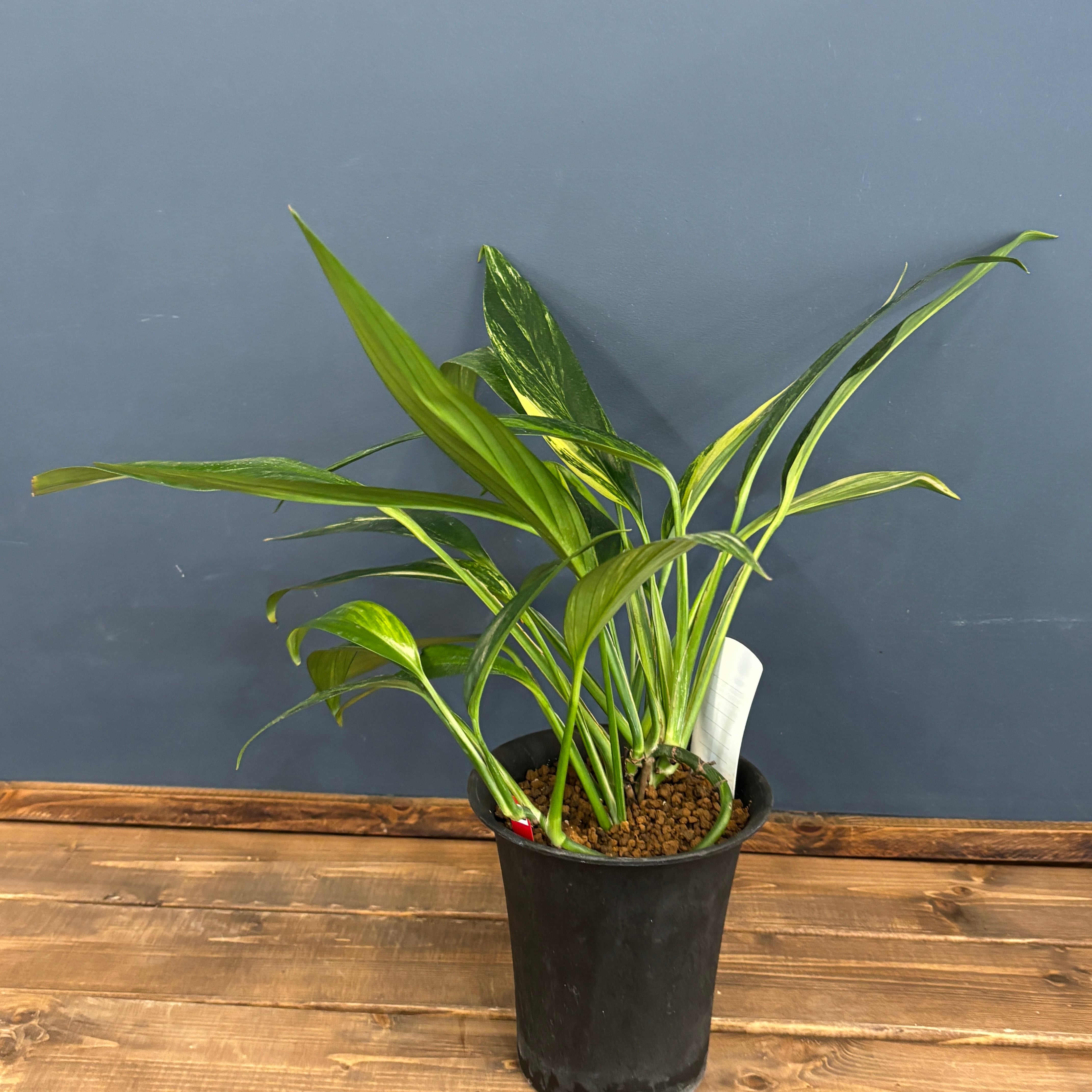 エピプレムナム アンプリッシマム 斑入り【737】 | PROTOLEAF プロトリーフ