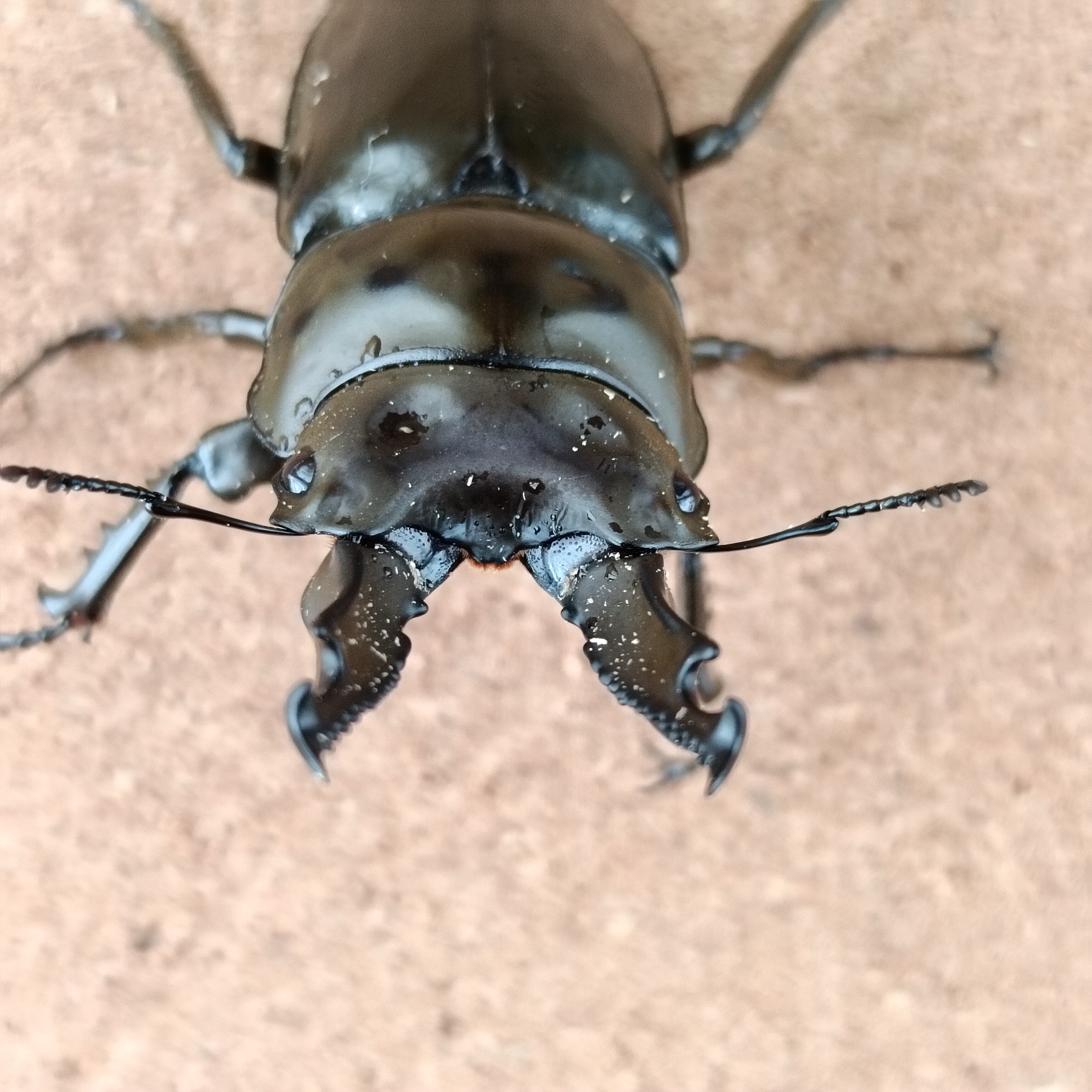 ババオウゴンオニクワガタ ♂75㎜♀44.5㎜からの幼虫4頭、♂73