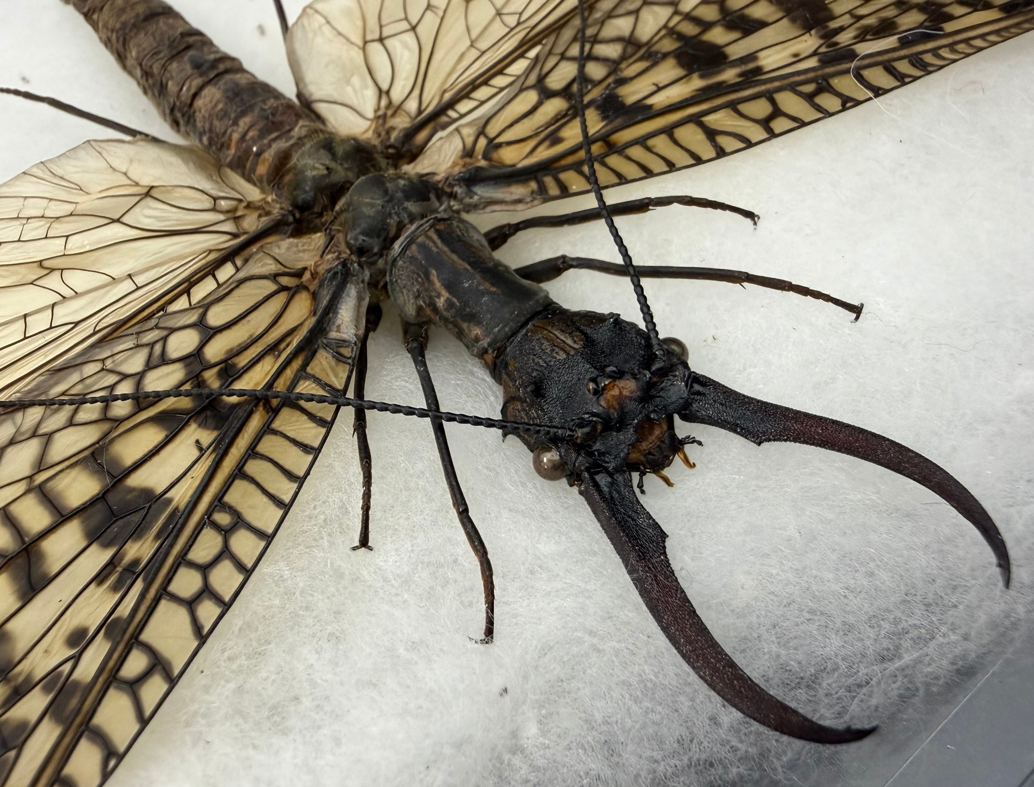 標本】天翅済み《オオキバヘビトンボ 中国産 開翅15cm前後》② | KPW
