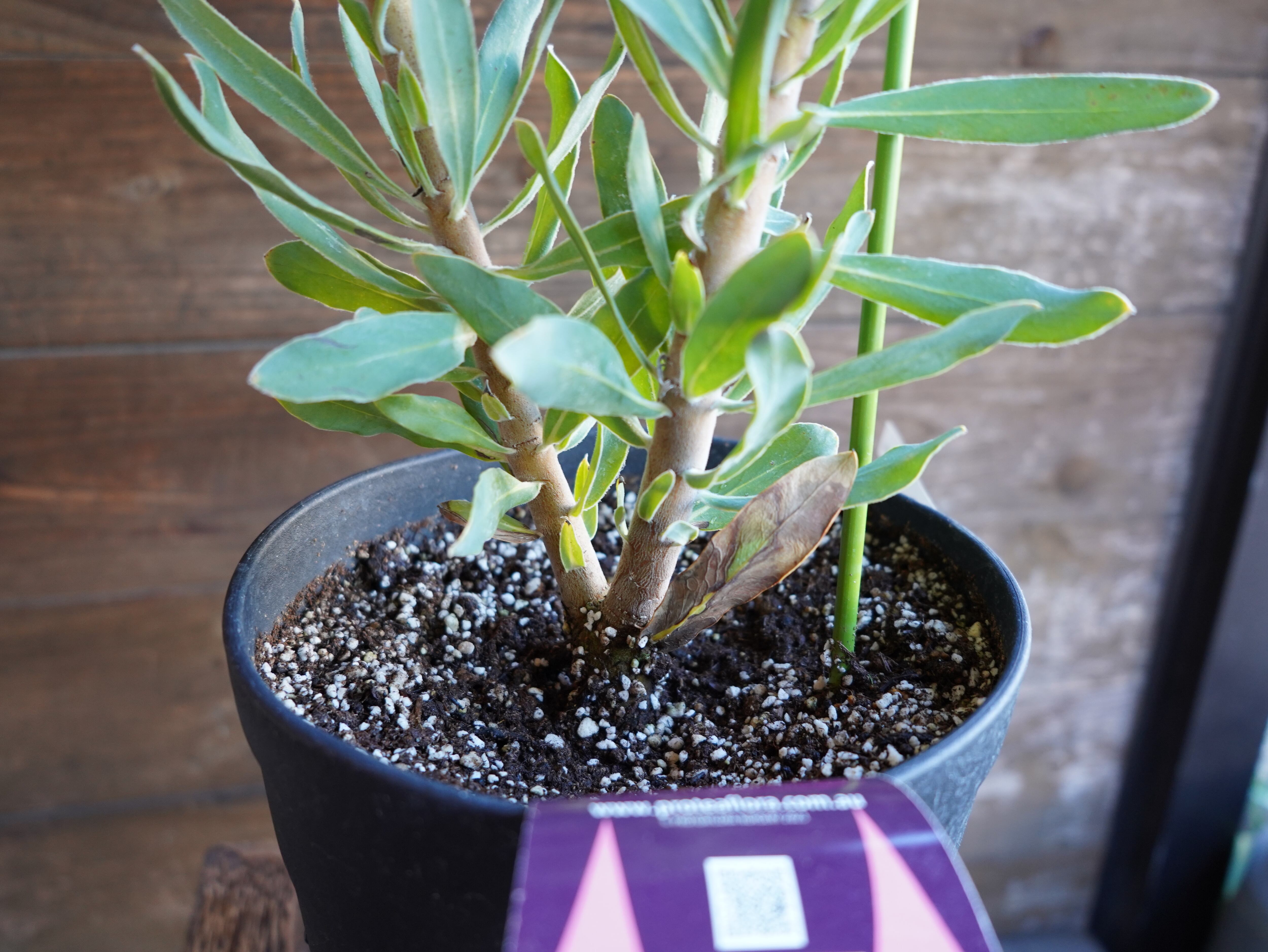 【現物】プロテア ”ニオベ”