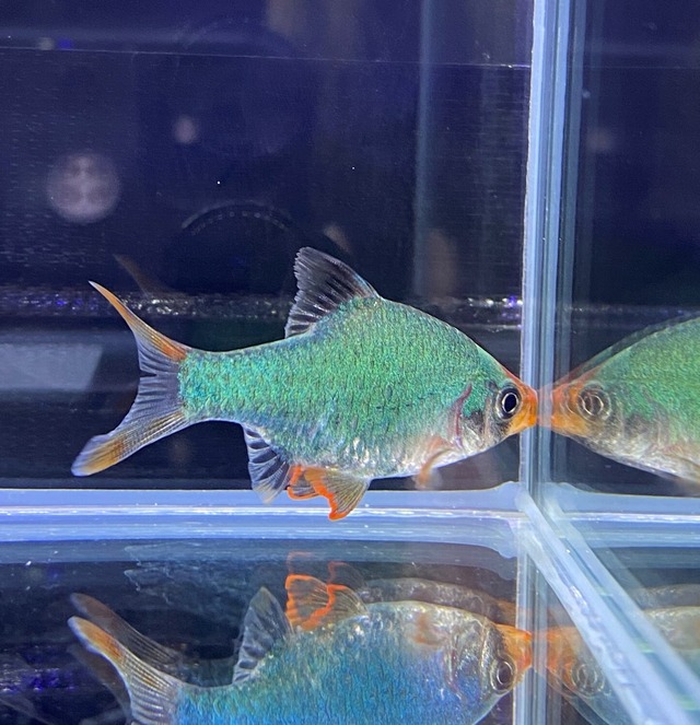 熱帯魚 グーリン スマトラ 3 4cm 1匹 東南アジアブリード 熱帯魚専門店 アクアショップ ピラルク本店