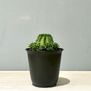 ユーホルビア　瑠璃晃