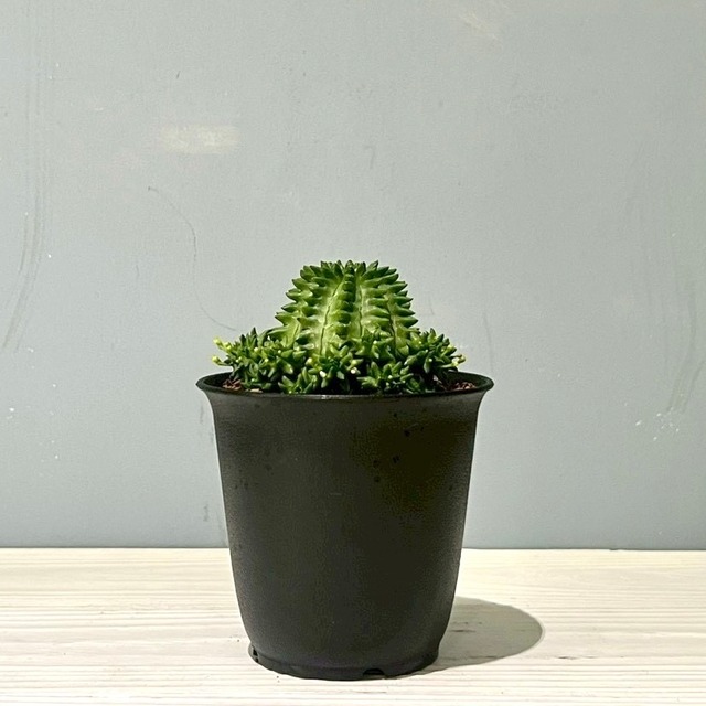 ユーホルビア　瑠璃晃