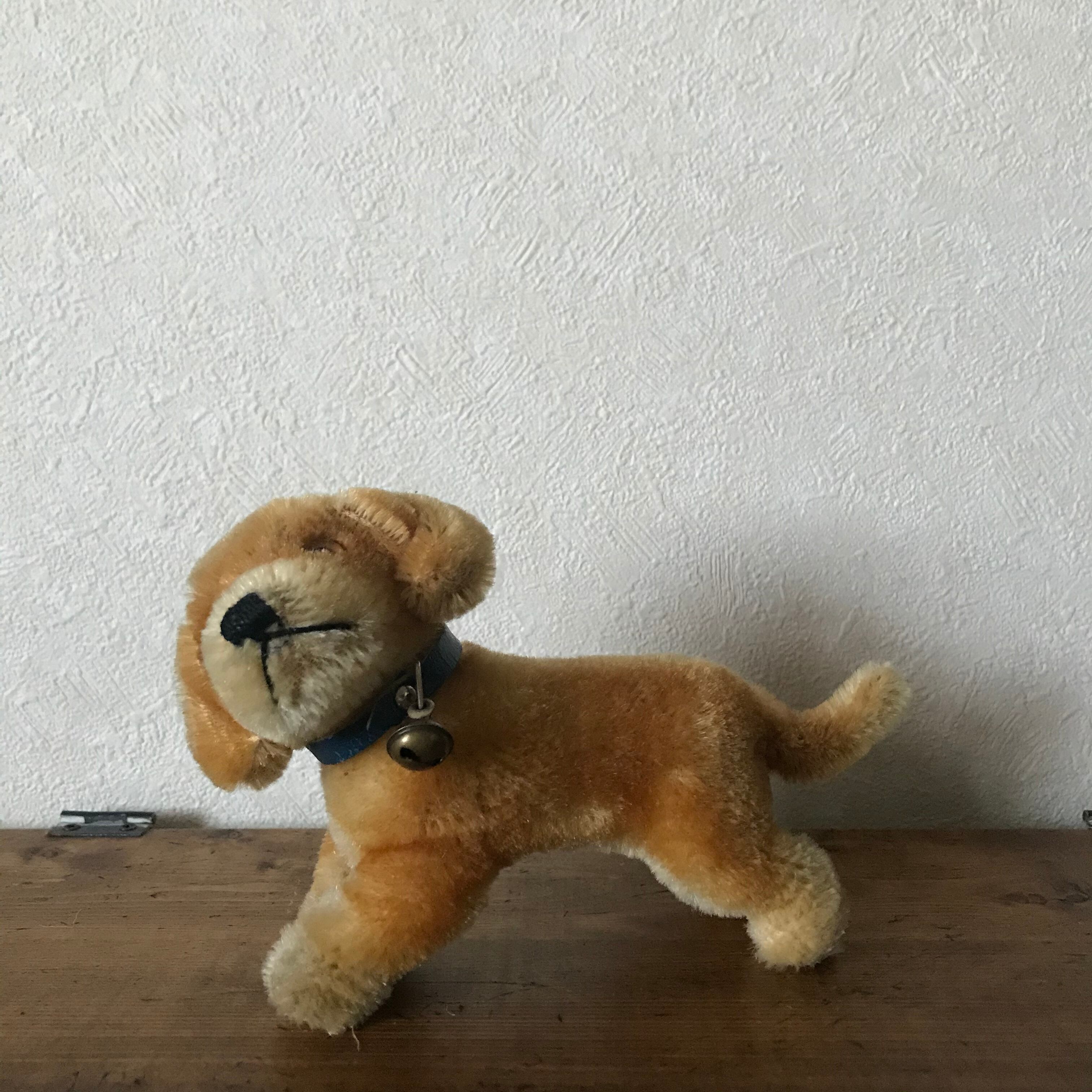 走り出しそうな子犬