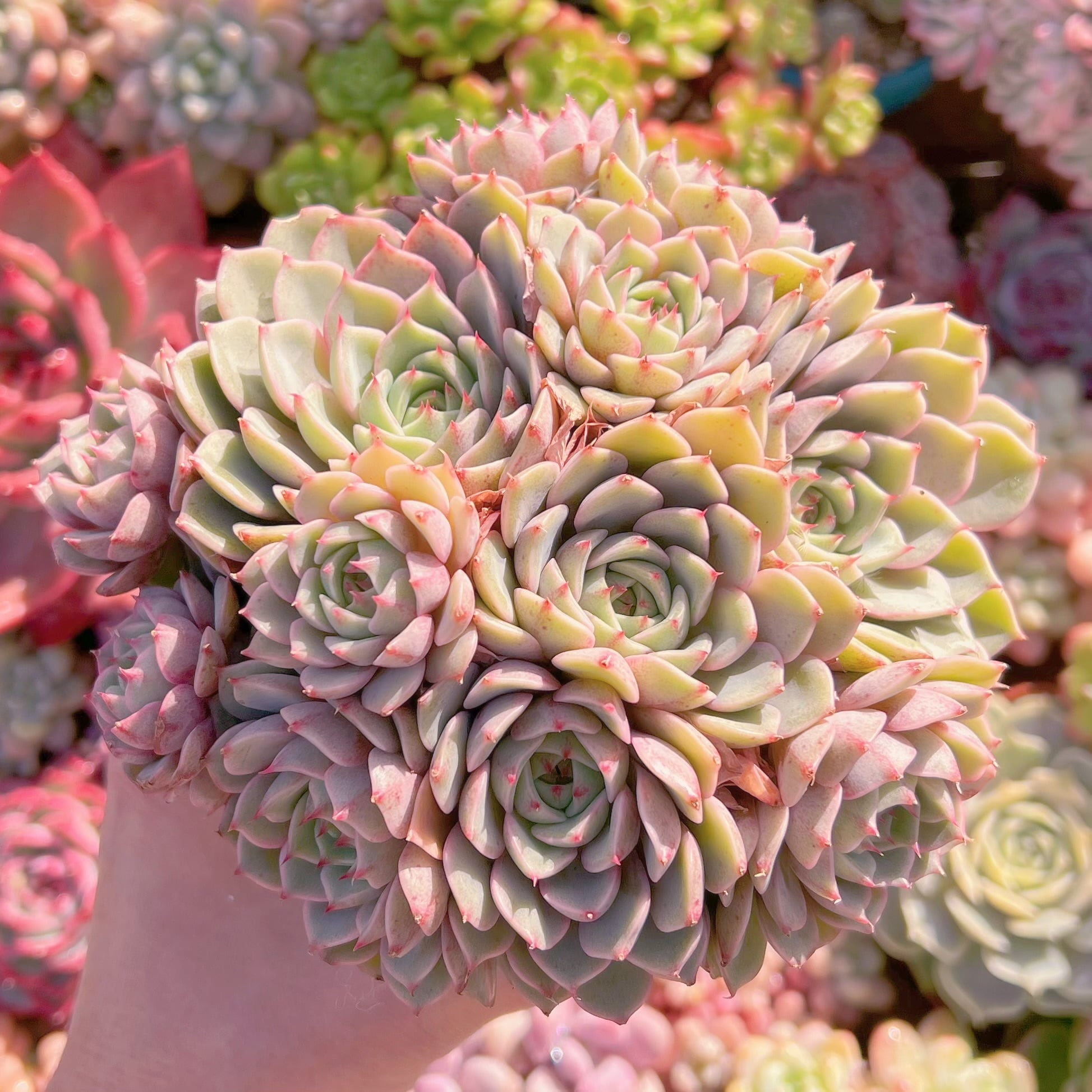 現品　ベンバディス#640   大群生　新入荷