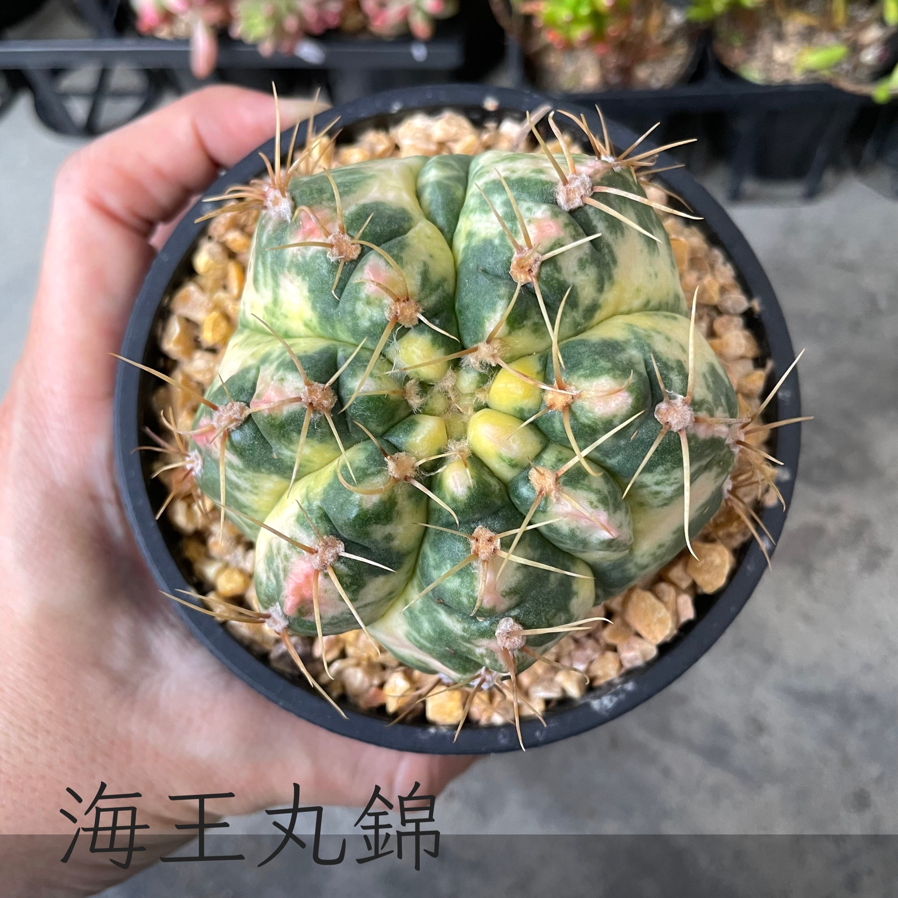 すべての商品 | E-TANIKU