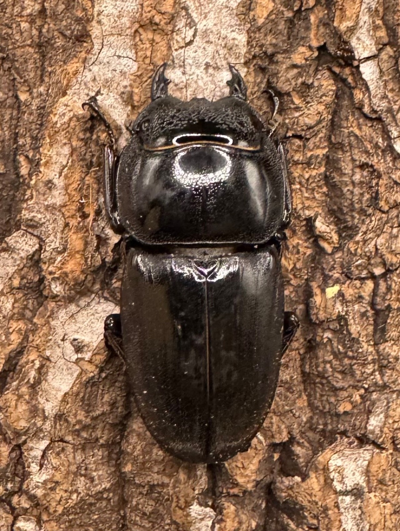 【WD】《スマトラオオヒラタ アチェ産 84mm ペア》